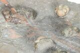 Cluster Of Colorful Austerops Trilobites - Jorf Morocco #362873-8